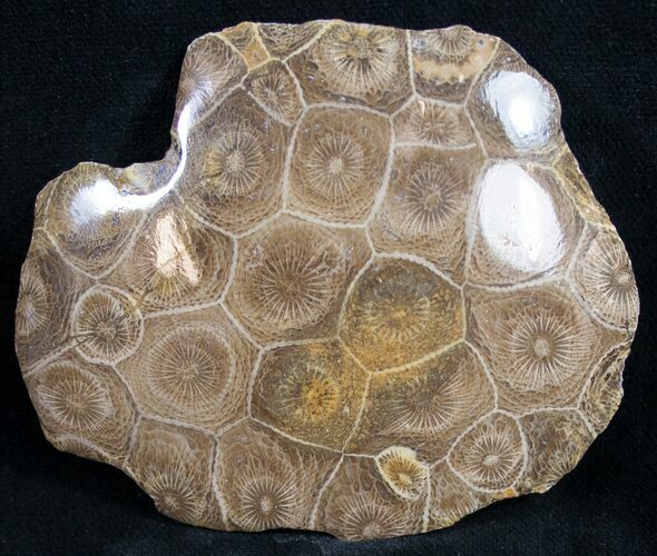 Polished Fossil Coral Head - Very Detailed #9346
